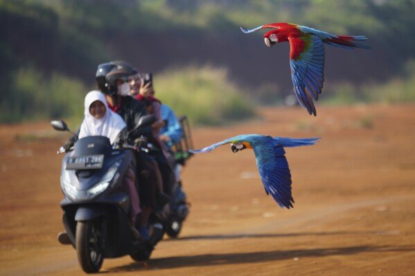 Macaws fly past a family on a scooter during a training session for the birds in a field in Depok, Indonesia, outside Jakarta, on Aug. 16, 2025. (AP Photo/Tatan Syuflana)