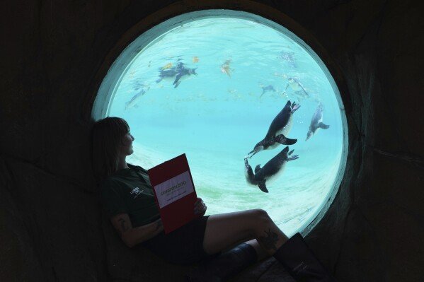 Keeper Jessica Ray watches Humboldt Penguins at London Zoo during the annual weigh-in to monitor the health and development of the zoo’s animals on Aug. 19, 2025. (AP Photo/Kirsty Wigglesworth)