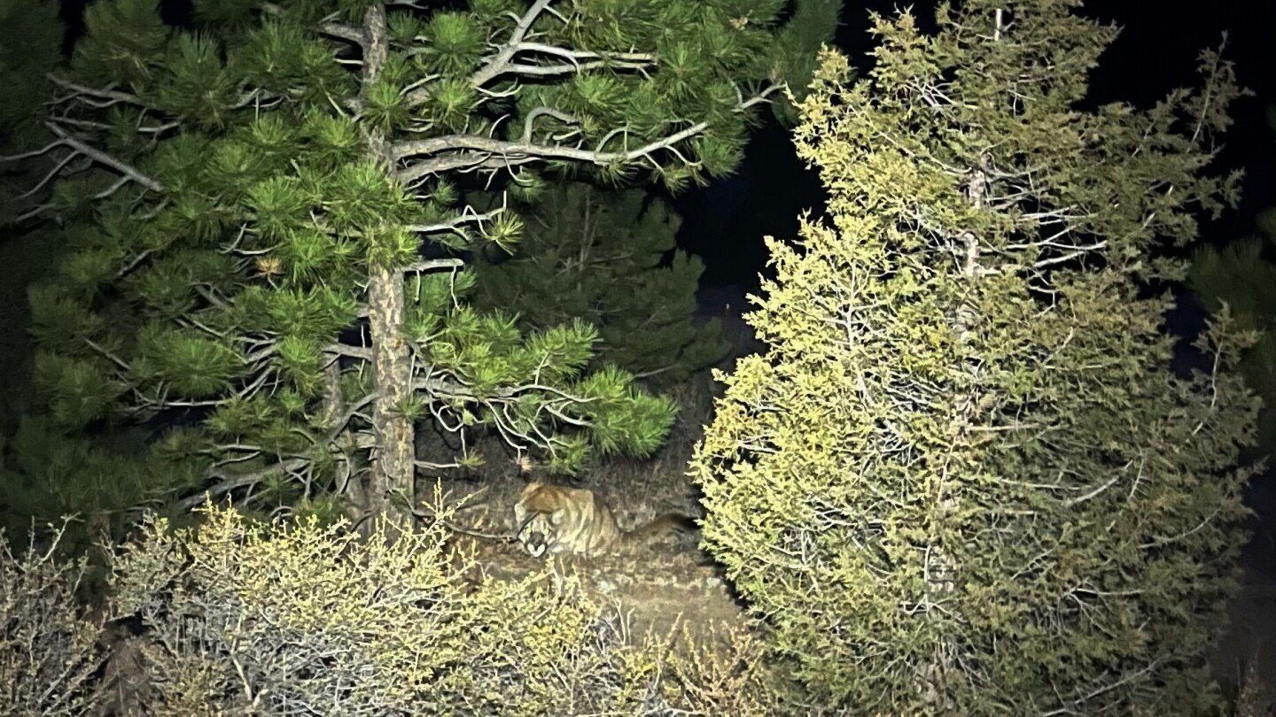 suspected-deadly-mountain-lion-attack-in-colorado-is-not-the-first-such-harrowing-encounter