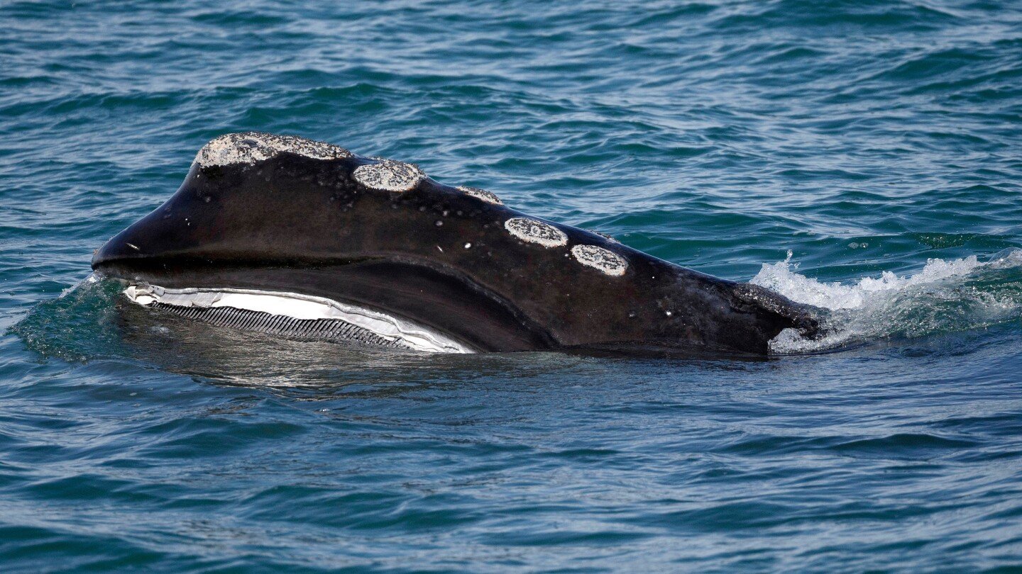 a-rare-whale-is-having-an-encouraging-season-for-births.-scientists-warn-it-might-still-go-extinct