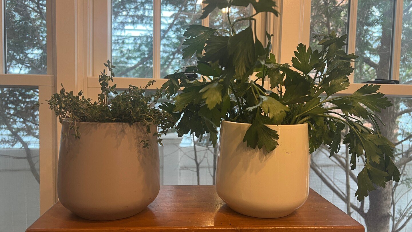 herbs-grown-indoors-require-extra-care.-here-are-some-tips