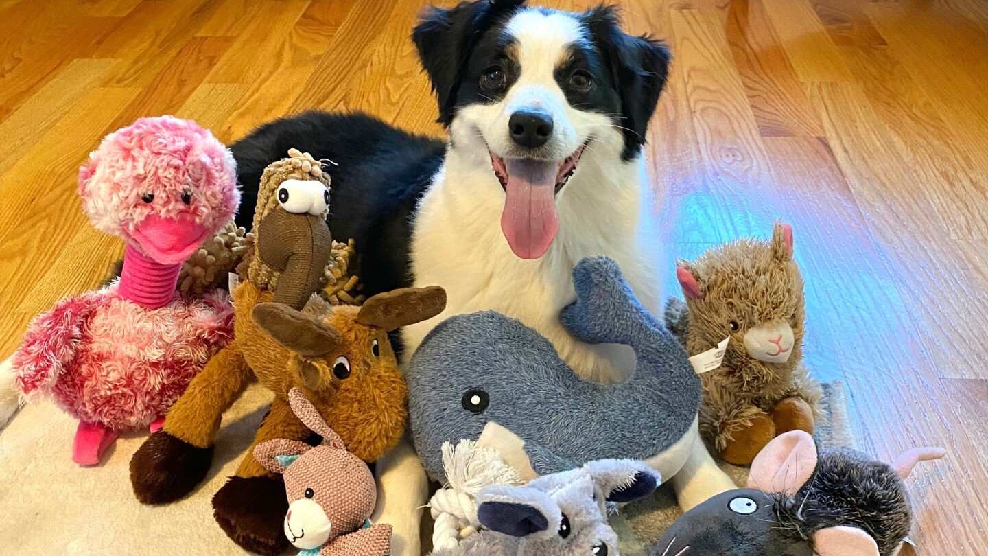 some-gifted-dogs-can-learn-new-toy-names-by-eavesdropping-on-owners