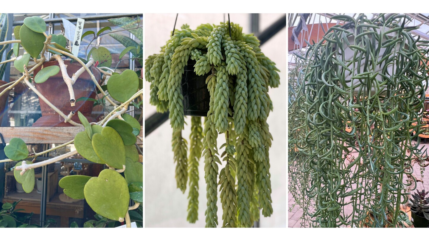 meet-the-succulents-that-look-like-dolphins-and-hearts