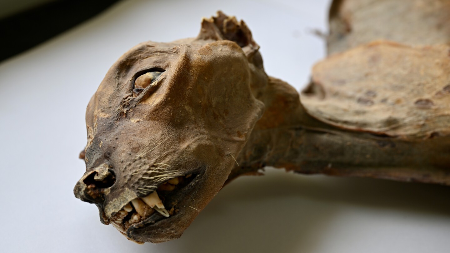 mummified-cheetahs-found-in-saudi-caves-shed-light-on-lost-populations