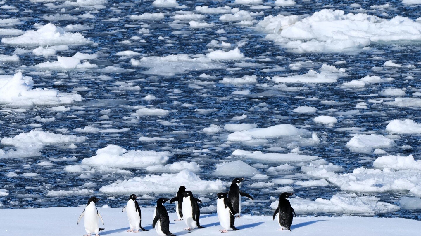 researchers-find-antarctic-penguin-breeding-is-heating-up-sooner,-and-that’s-a-problem
