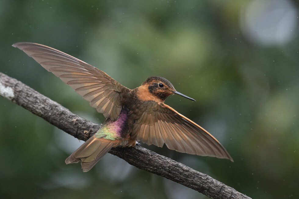 an-ancient-forest-in-ecuador-is-the-last-stand-for-a-tiny-hummingbird-facing-extinction