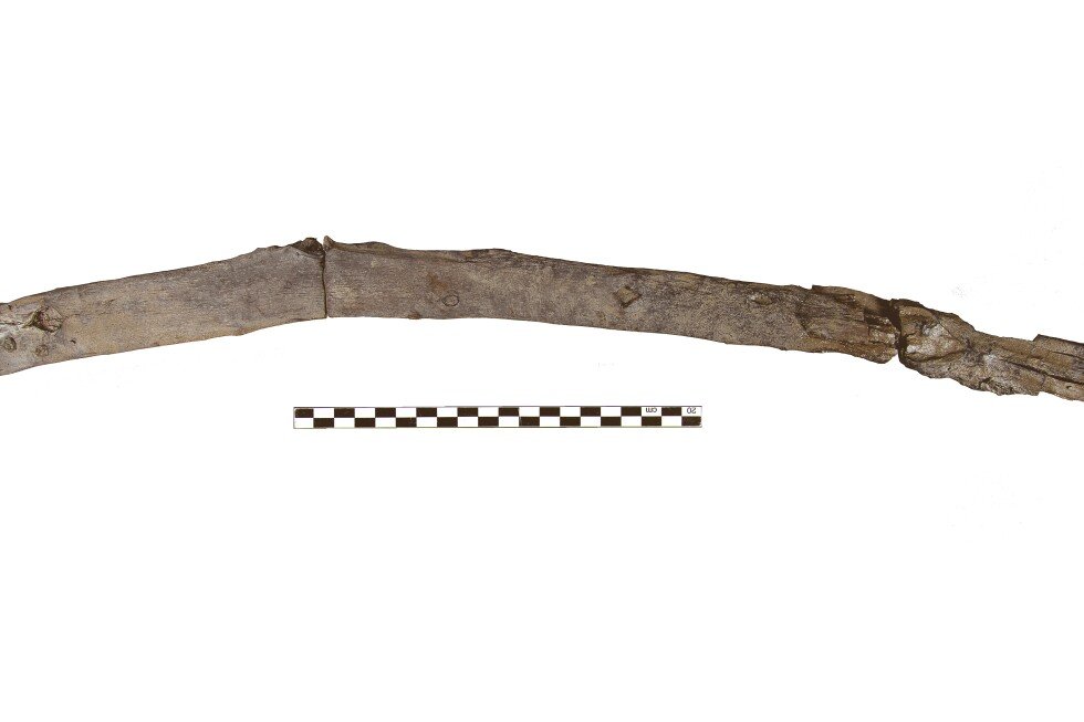 scientists-recover-the-oldest-wooden-tools-from-a-site-in-greece