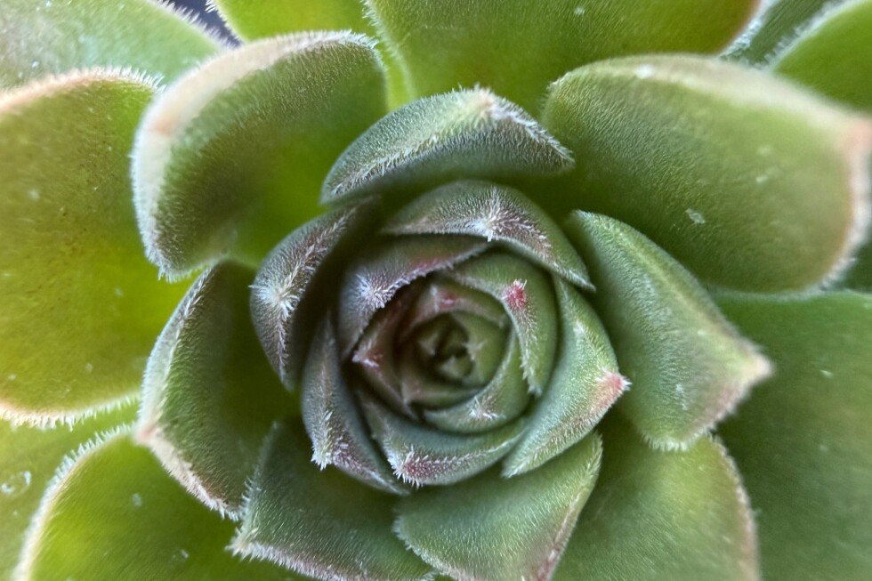 bring-the-desert’s-warmth-indoors-this-winter-with-big,-bold-succulents