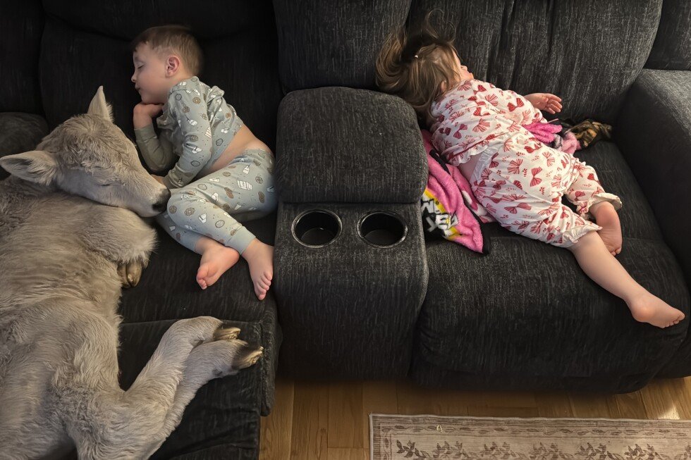 family-in-kentucky-shelters-struggling-calf-born-amid-extreme-cold-temperatures