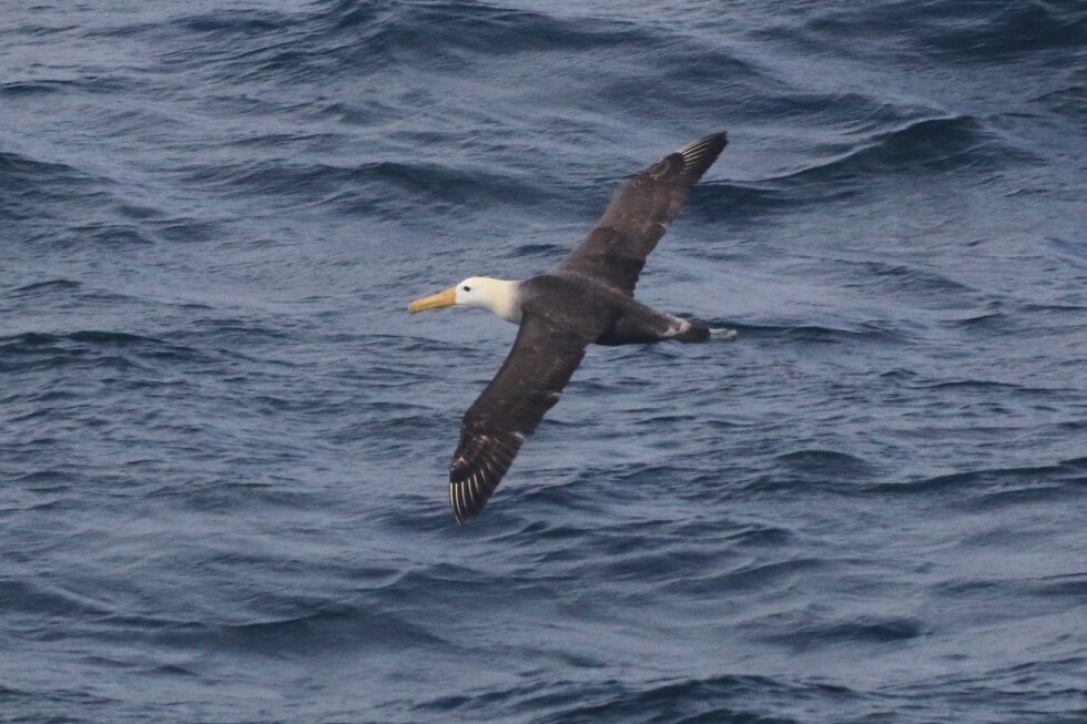 seagoing-albatross-makes-rare-appearance-off-california-coast,-startling-researchers