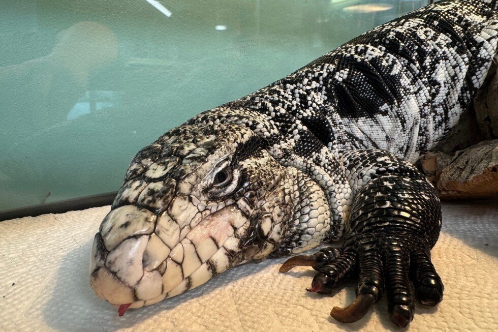 freezing-reptile-dubbed-‘lizard-in-a-blizzard’-is-rescued-after-being-buried-in-rhode-island-snow