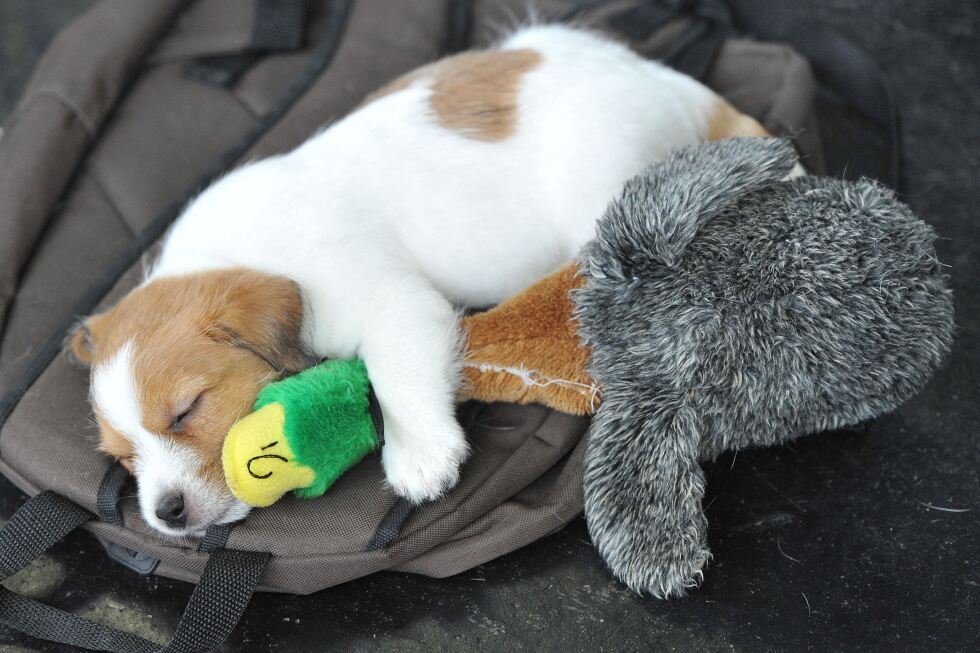 pet-sounds:-why-some-dog-owners-share-music-with-their-4-legged-friends