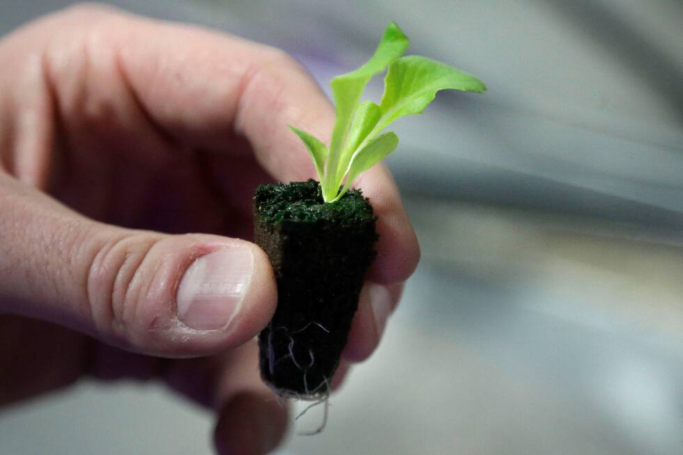 backyard-vegetable-gardens-are-healthy-for-people-and-the-planet.-here’s-how-to-start-yours