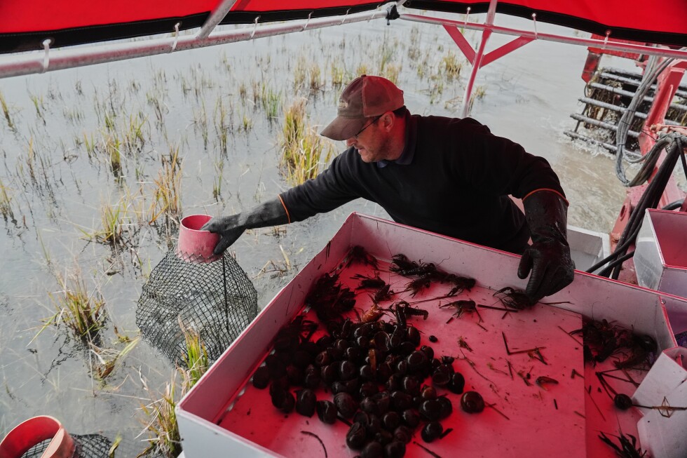 giant-snails-and-tiny-insects-threaten-the-south’s-rice-and-crawfish-farms