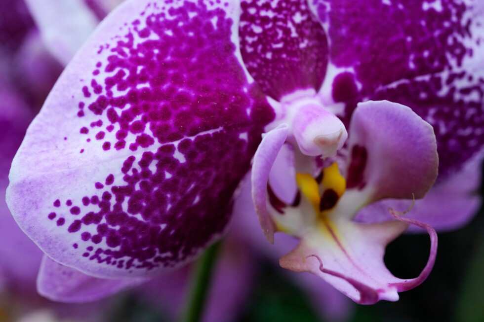 annual-orchids-show-brings-vivid-color-to-chicago-winter