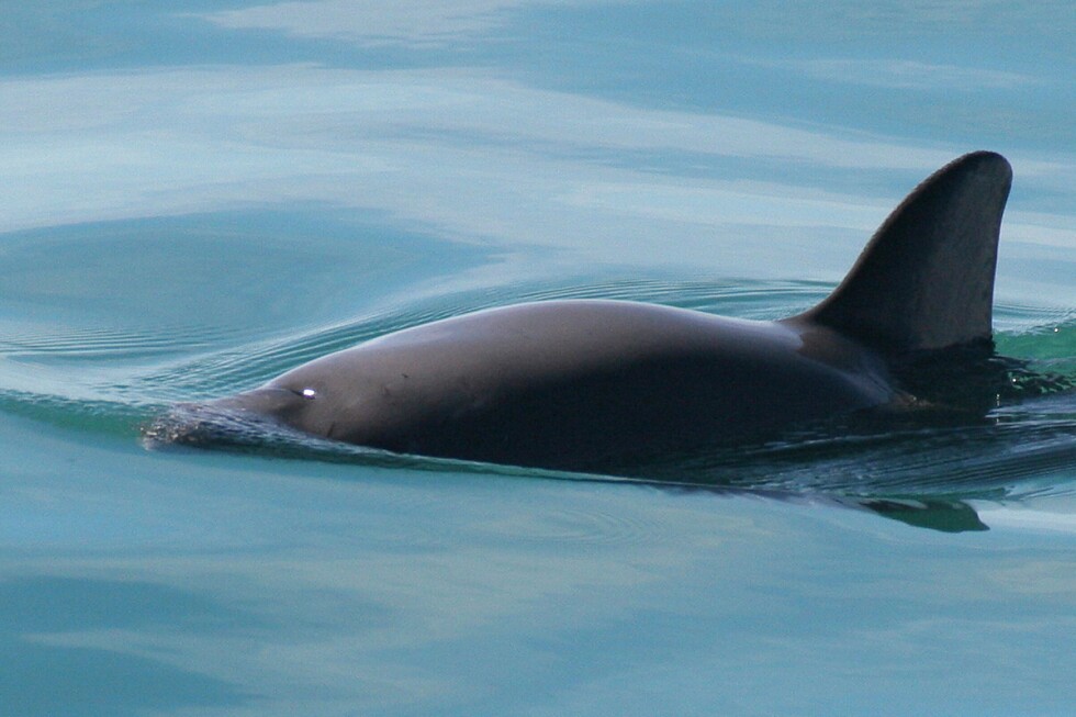 mexico-reduce-zona-de-proteccion-de-la-vaquita-marina-para-equilibrar-la-actividad-pesquera