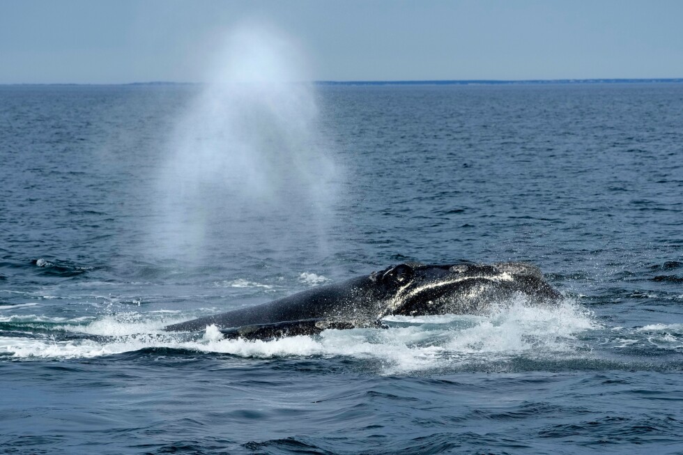us-ocean-regulator-faces-criticism-over-changes-to-right-whale-protection-rule