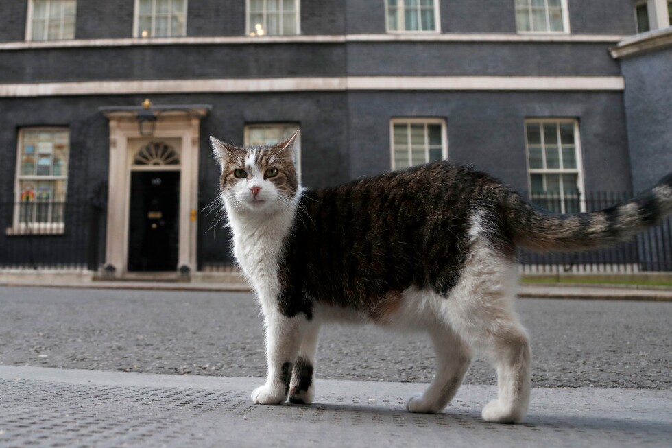 ‘first-feline’-larry-marks-15-years-as-britain’s-political-top-cat