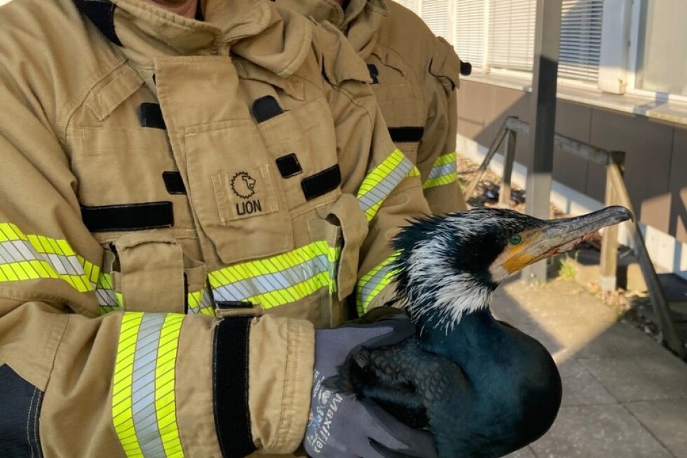 an-injured-seabird-pecks-at-an-emergency-room-door,-prompting-its-own-rescue
