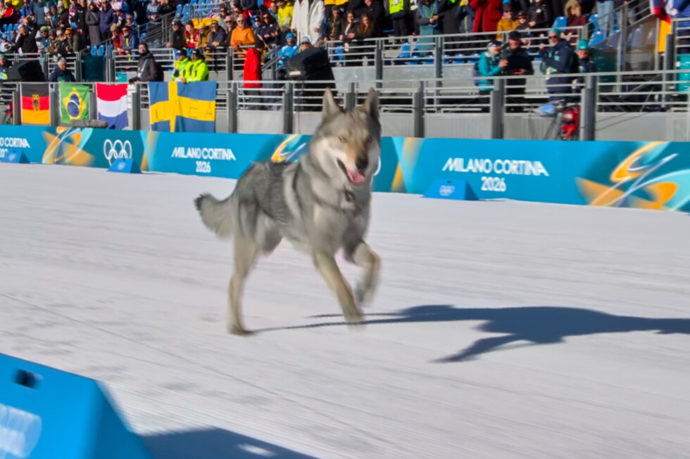 loose-dog-makes-olympic-cameo-on-the-cross-country-ski-course-at-the-milan-cortina-games