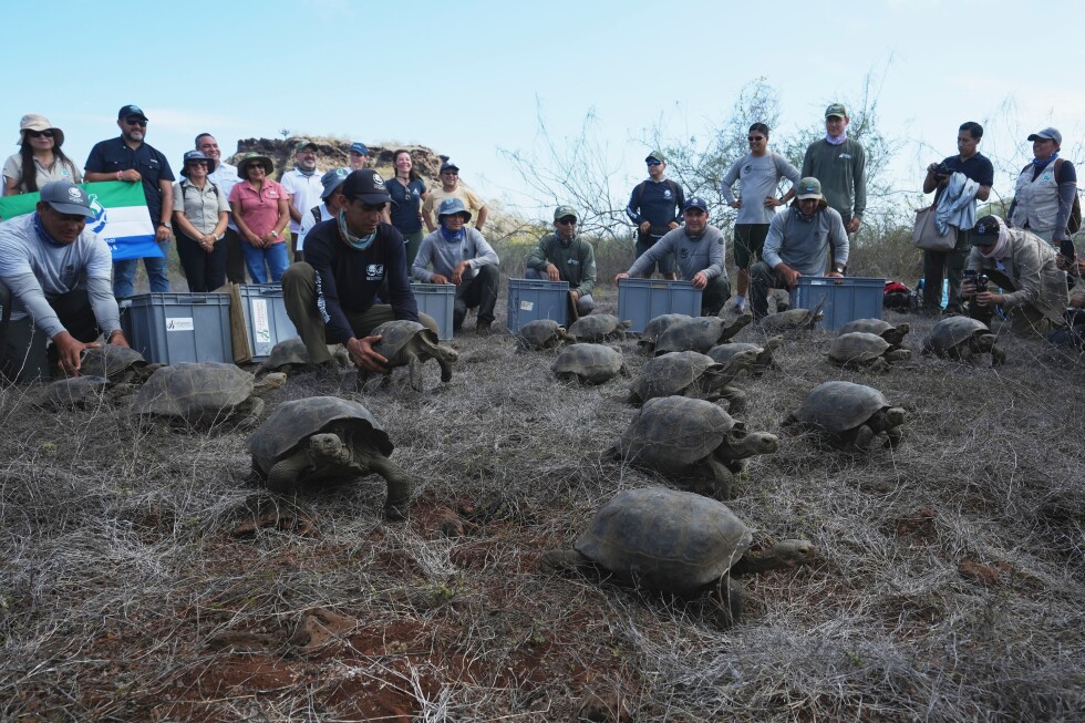 galapagos-park-releases-158-juvenile-hybrid-tortoises-on-floreana-to-restore-the-ecosystem