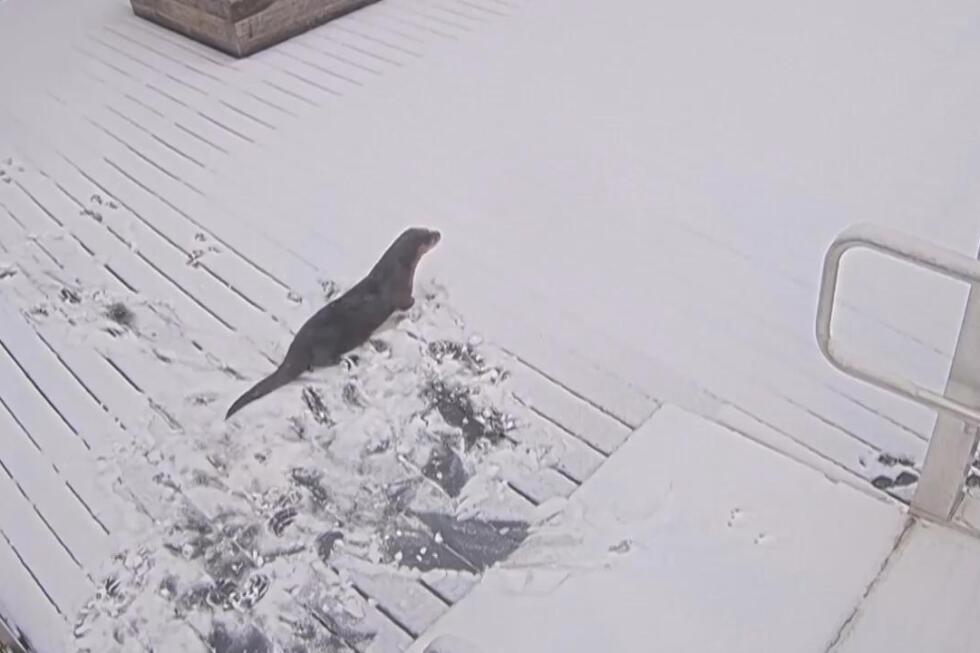 otters-play-in-snowy-maryland-during-winter-storm