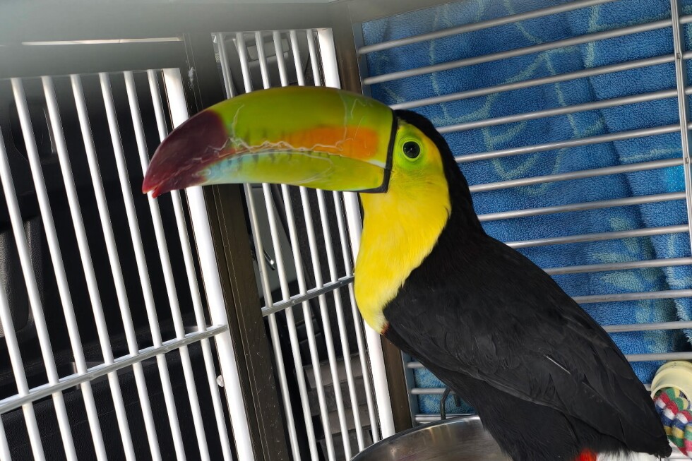 rescue-group-catches-toucan-seen-flying-around-las-vegas