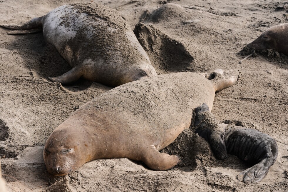 researchers-confirm-bird-flu-outbreak-in-elephant-seals-at-california-breeding-ground