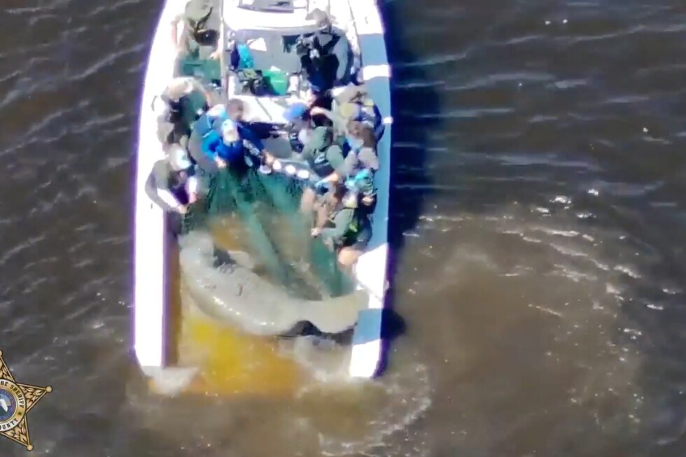 injured-mother-manatee-and-calf-are-rescued-in-florida
