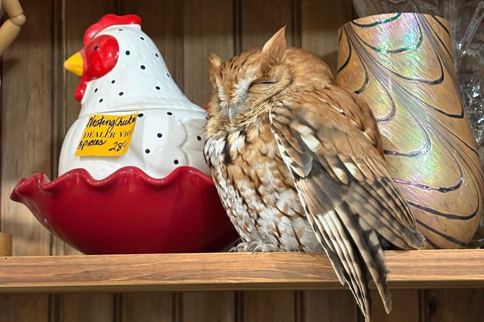shoppers-in-upstate-new-york-discover-live-owl-in-antique-store