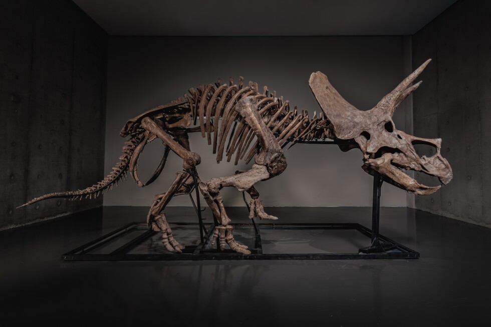 triceratops-skeleton-‘trey’-is-headed-to-auction-in-a-hot-market