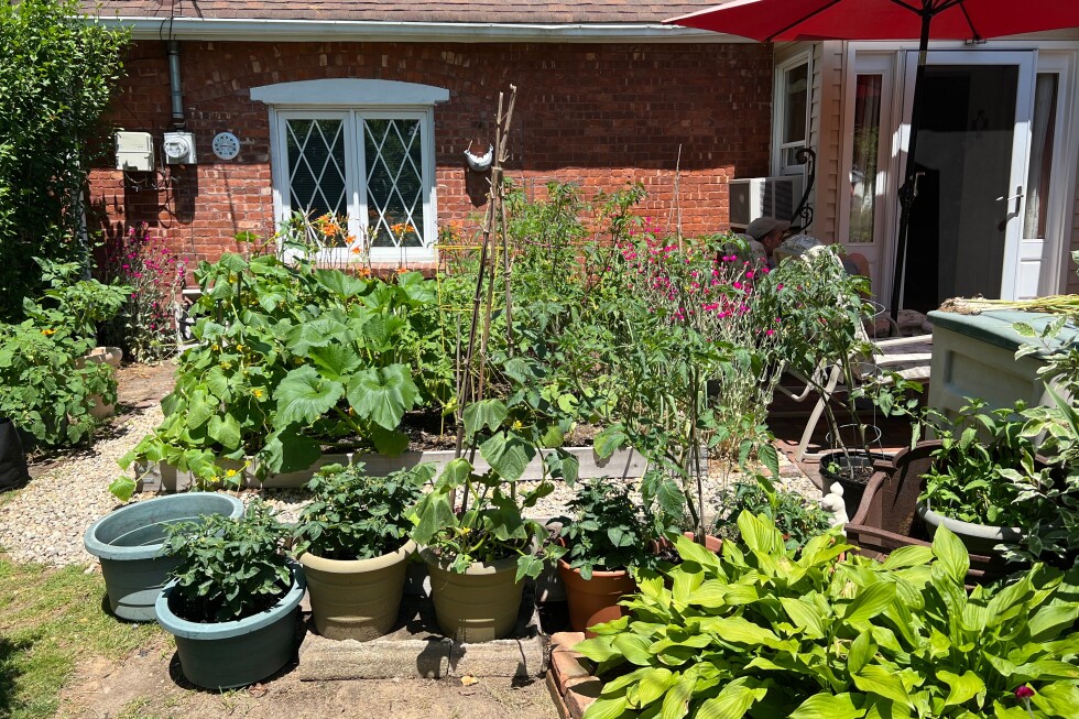 consider-growing-vegetables-in-a-sunny-front-yard