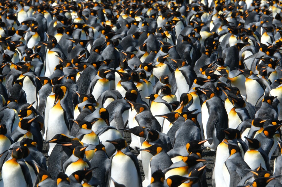 king-penguins-are-benefiting-from-climate-change-—-at-least-for-now