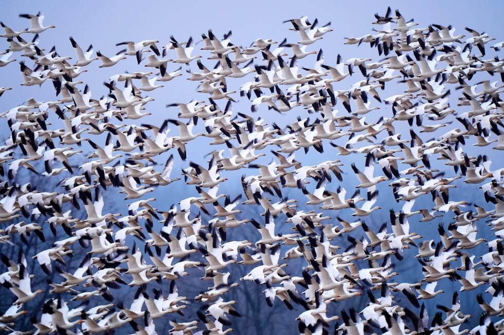 bird-watchers-flock-to-pennsylvania-to-see-migrating-snow-geese