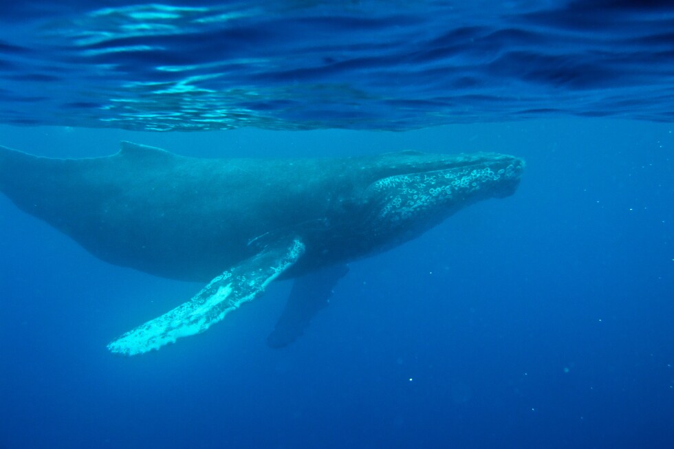 scientists-discover-oldest-known-recording-of-whale-song