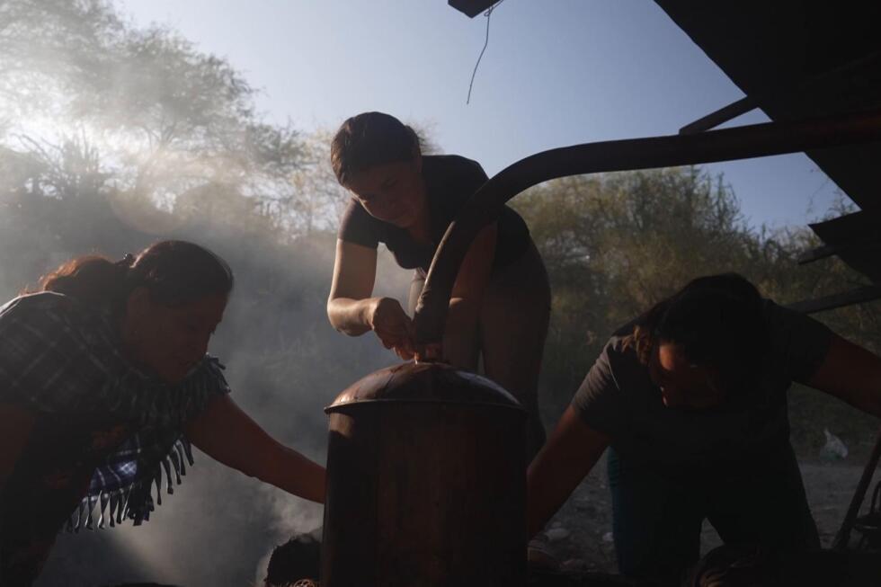 mezcal’s-popularity-in-the-us-comes-with-environmental-costs-to-areas-of-mexico-where-it’s-produced