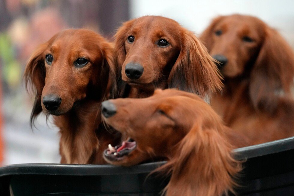 dachshunds-rise-in-popularity-among-americans,-join-top-5-dog-breeds