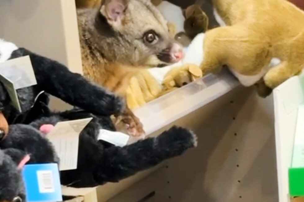 a-real-possum-appears-among-plush-toy-animals-in-australian-airport-shop