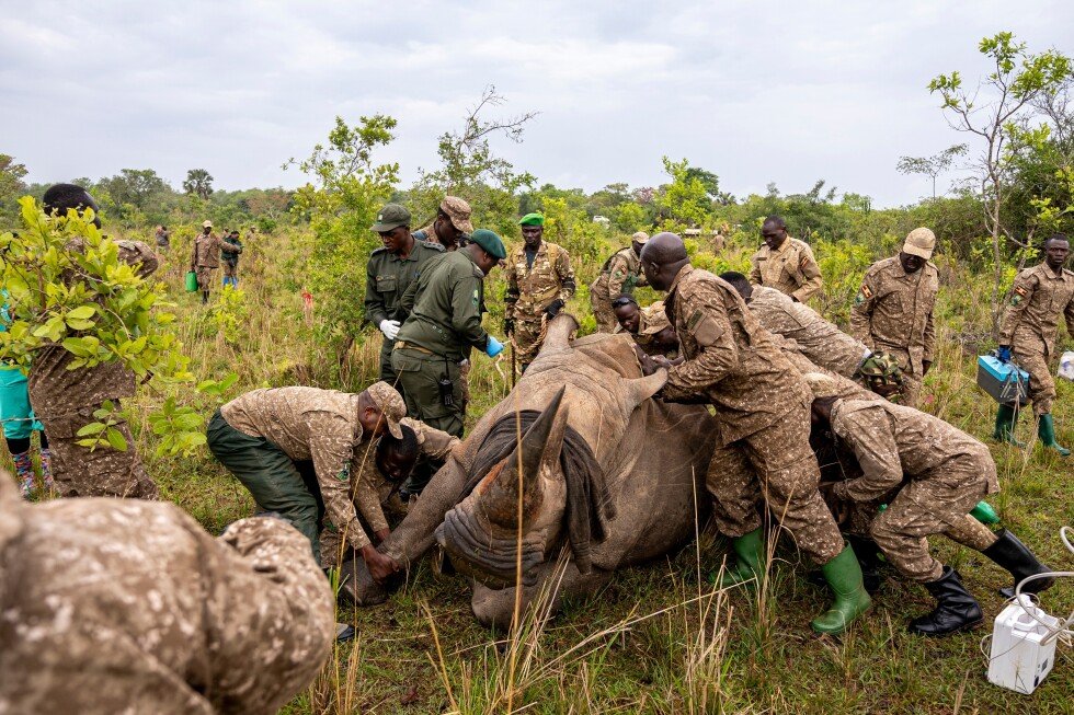 rhinos-return-to-protected-area-in-uganda,-marking-a-milestone-against-poaching