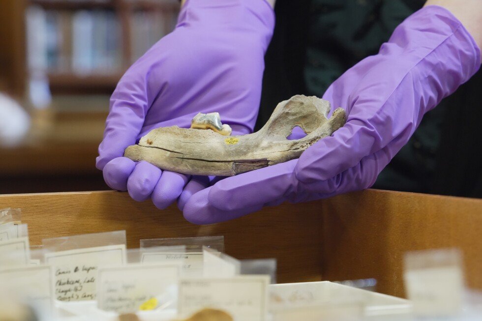 scientists-trace-dogs’-history-using-the-oldest-genes-ever-studied