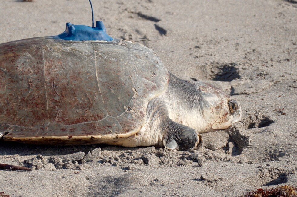 amelie-the-3-limbed-sea-turtle-returns-to-the-atlantic-ocean-with-new-tracking-tag