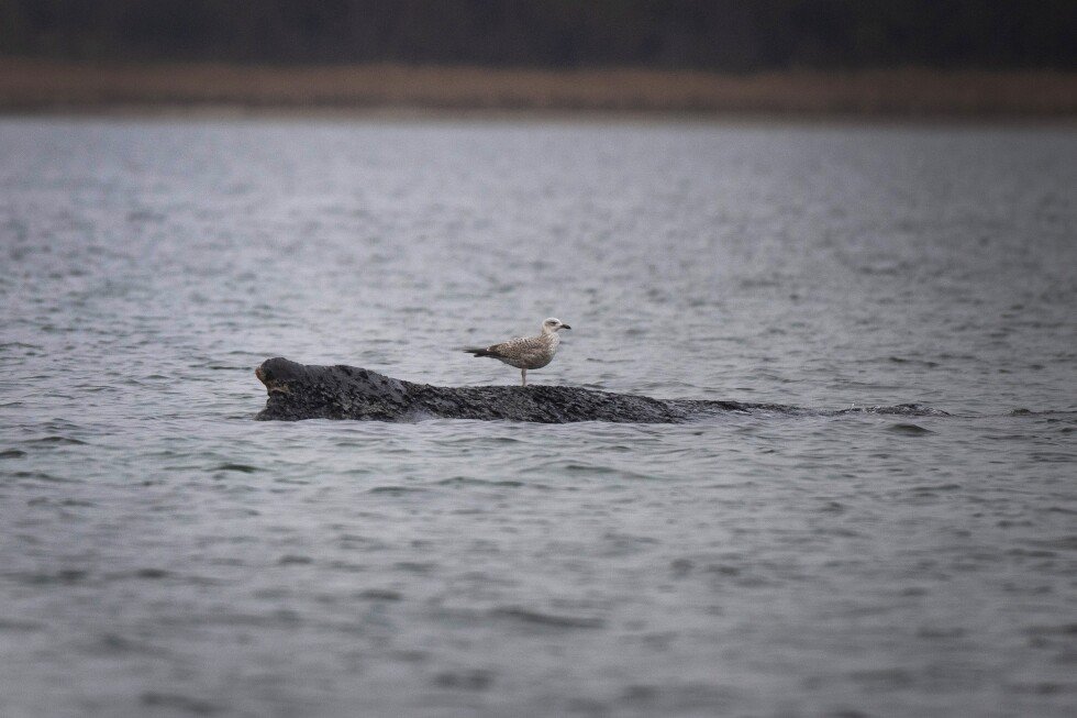 stranded-humpback-whale-in-germany’s-baltic-sea-weakens-as-hopes-of-its-return-fade