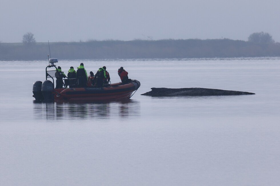 rescuers-give-up-hope-for-the-whale-stranded-in-the-baltic