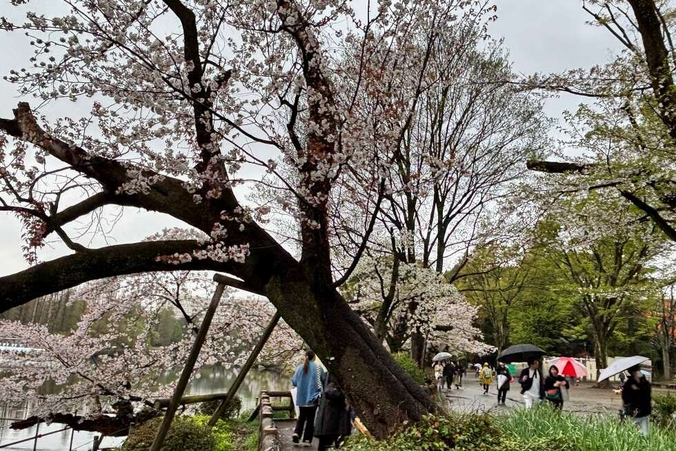 falling-cherry-blossom-trees-in-tokyo-raise-safety-concerns