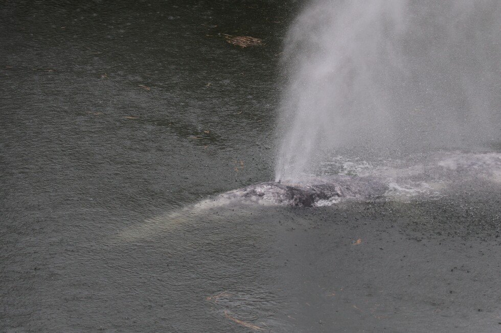 juvenile-gray-whale-found-dead-in-willapa-river,-hunger-suspected