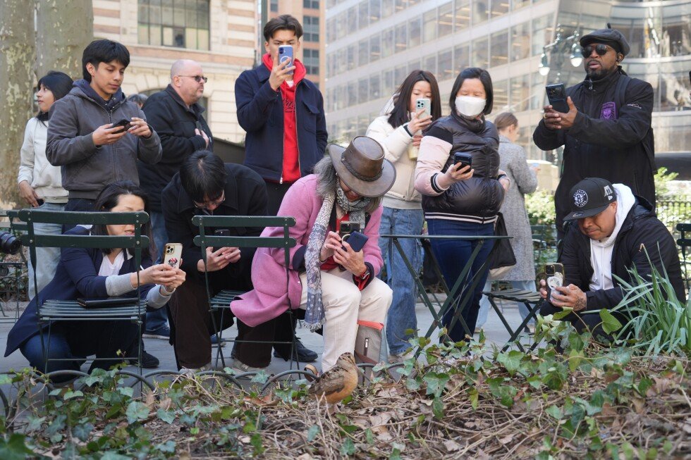 woodcocks-draw-a-crowd-in-new-york-city’s-bryant-park