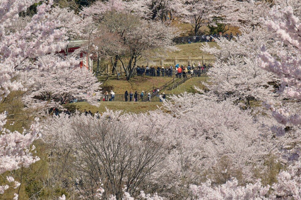cherry-blossom-season-brings-‘tourism-pollution’-to-town-near-mount-fuji