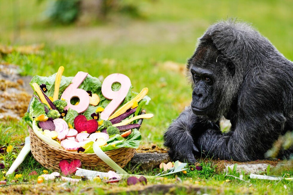 the-world’s-oldest-gorilla-in-captivity-is-celebrating-her-69th-birthday