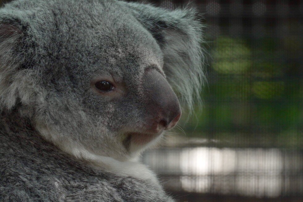 florida-zoo-celebrates-first-koala-birth-and-new-habitat-opening