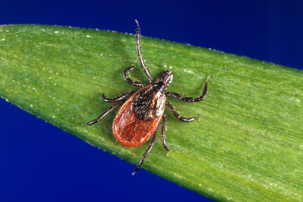tick-season-seems-to-be-off-to-a-fast-start